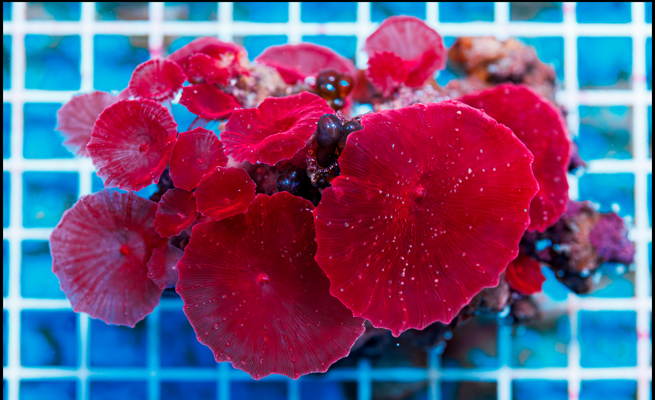 red coral